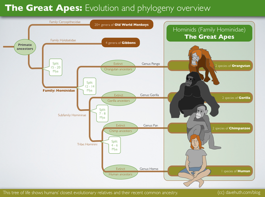 history of chimpanzee vs gorilla blood type